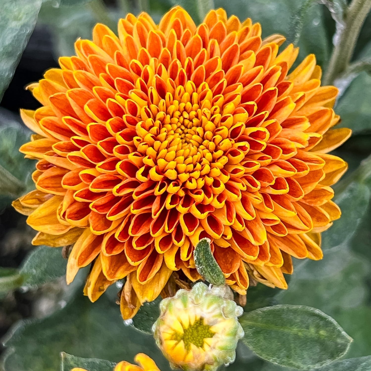 Burnt Copper Chrysanthemum 4 Pk Harmony Harvest Farm