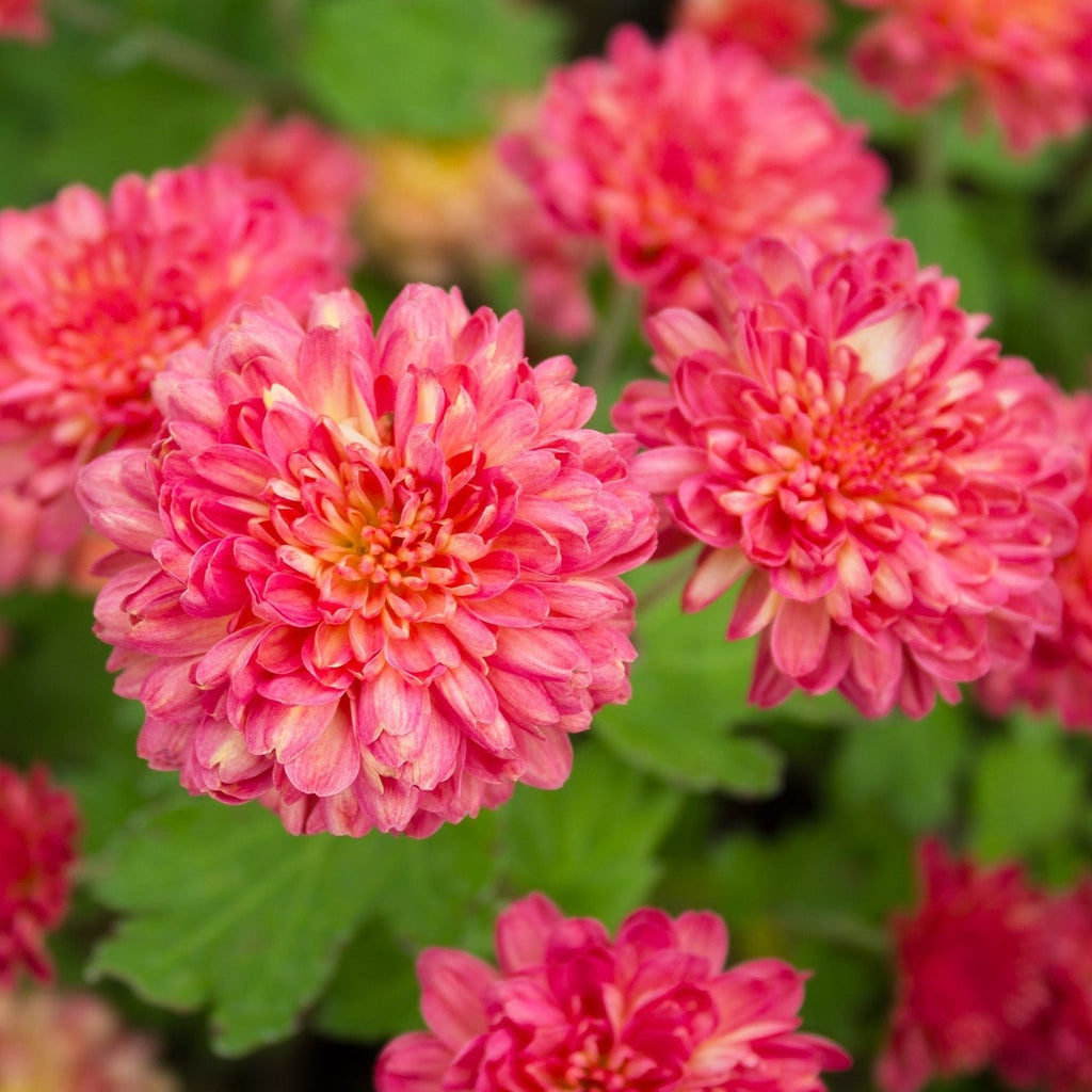 Rose Grenadine Chrysanthemum (4 pk) Harmony Harvest Farm