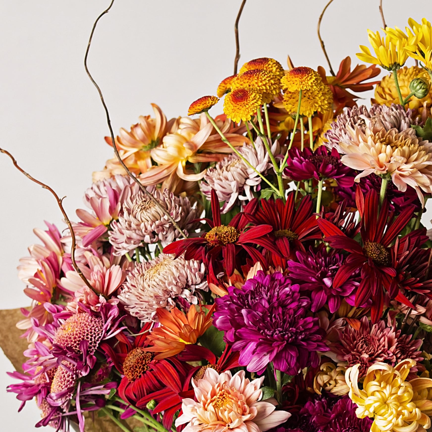 Chrysanthemums and the U.S. Flower Industry: Why Going Local Matters