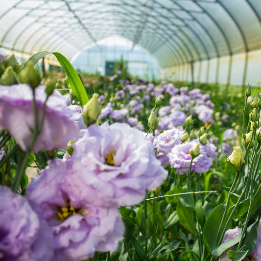 Protecting the lisianthus from soil-born diseases