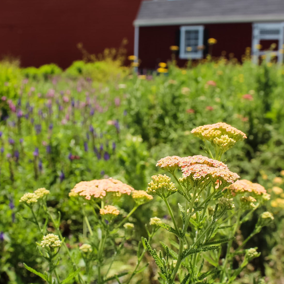 It's Summer on the Farm