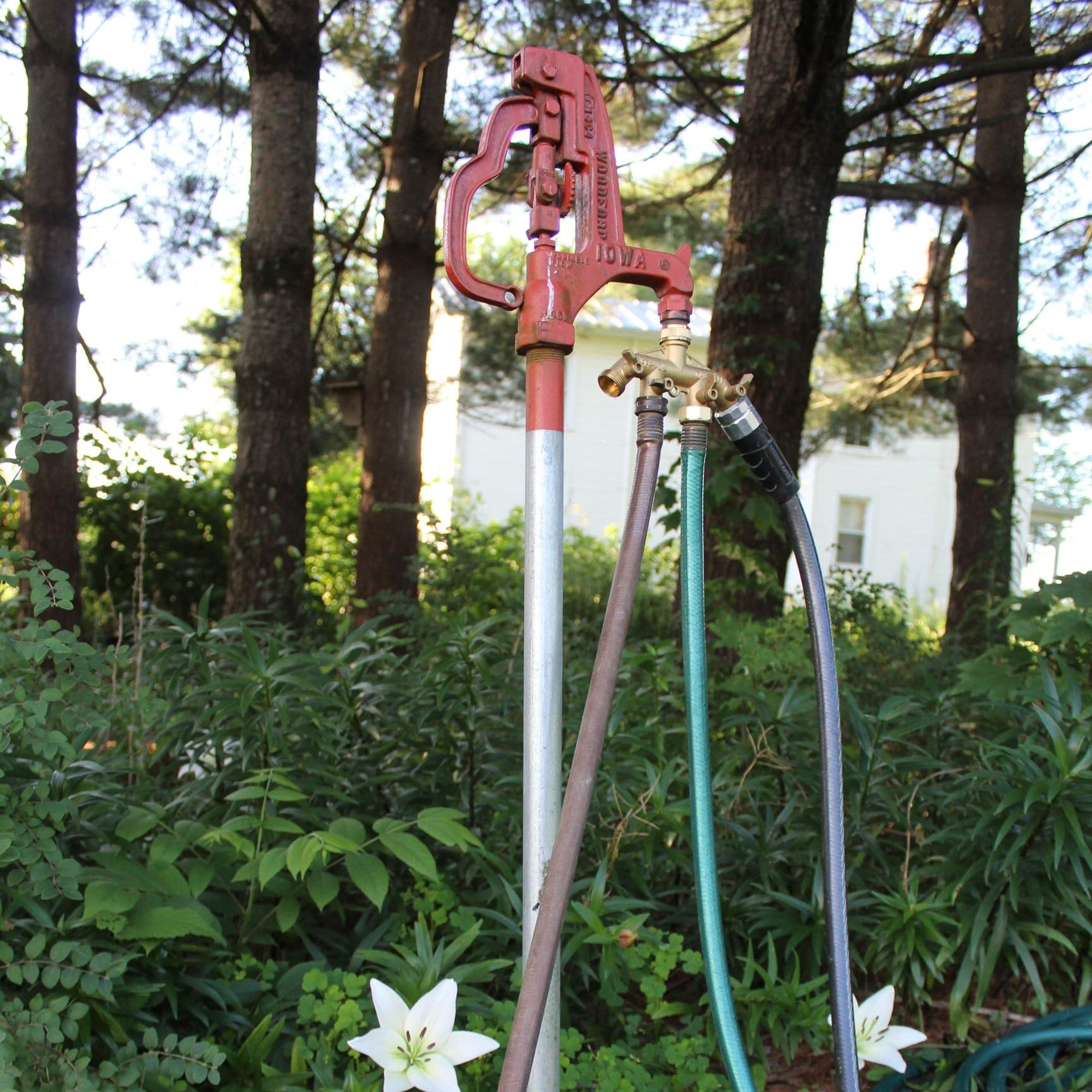 Growing Flowers During A Drought