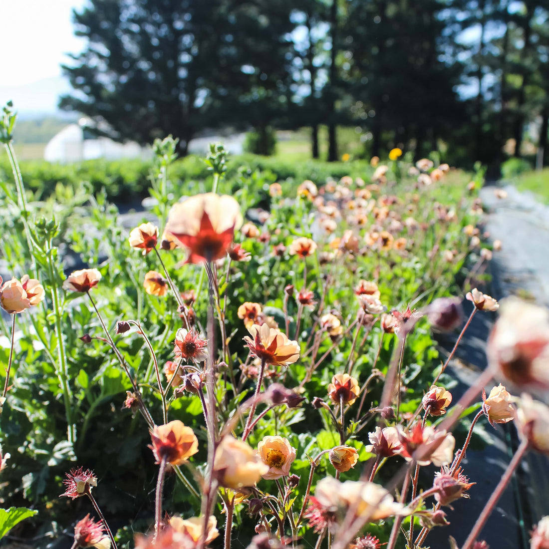 Garden Memories: Blossoms of Love and Resilience