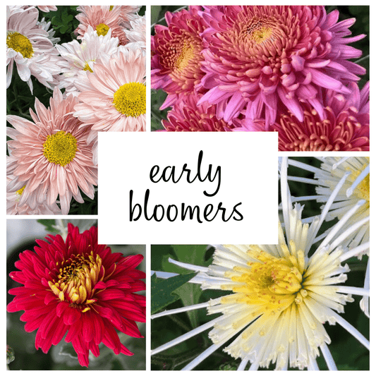 Early Bloomer Chrysanthemum Mix