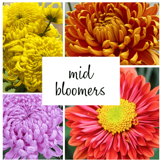 Mid Bloomer Chrysanthemum Mix