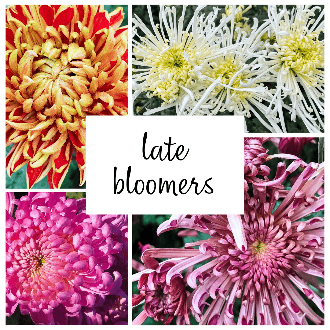 Late Bloomer Chrysanthemum Mix