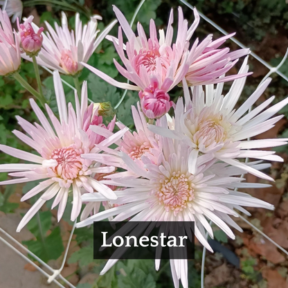 Late Bloomer Chrysanthemum Mix