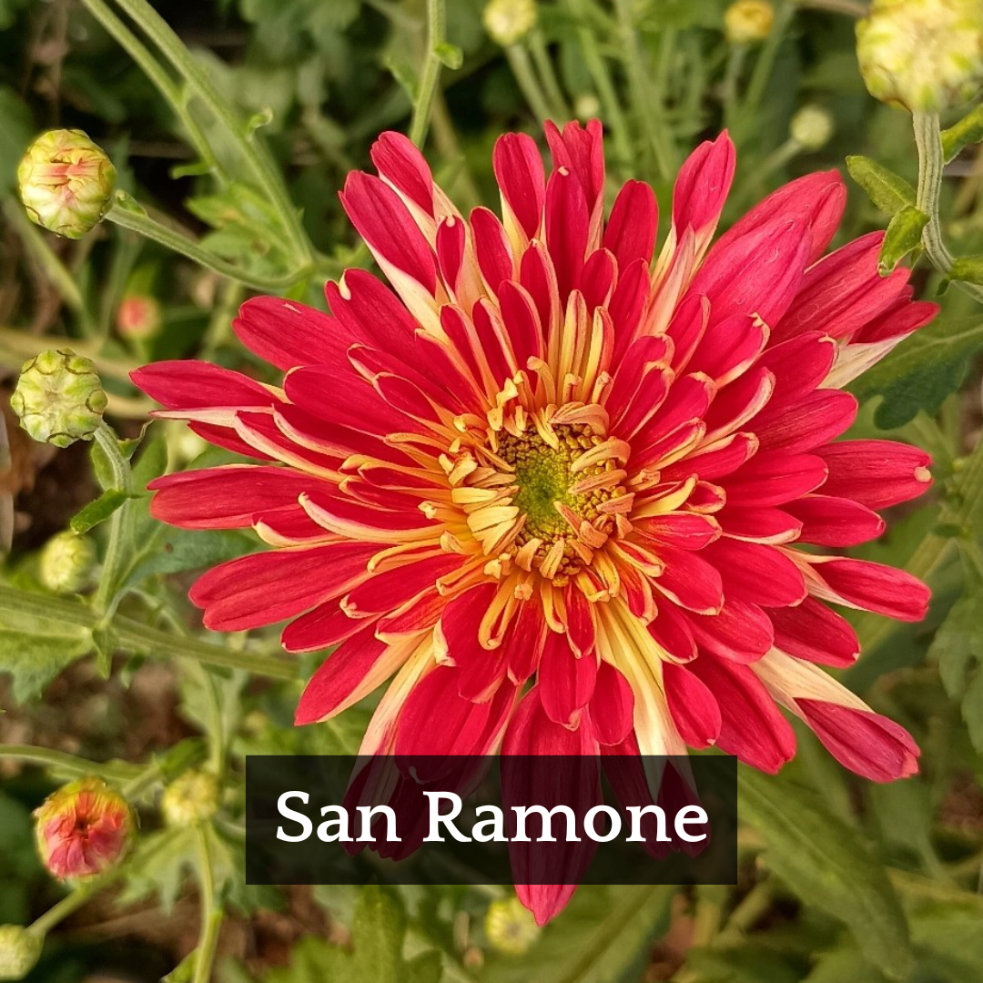 Late Bloomer Chrysanthemum Mix