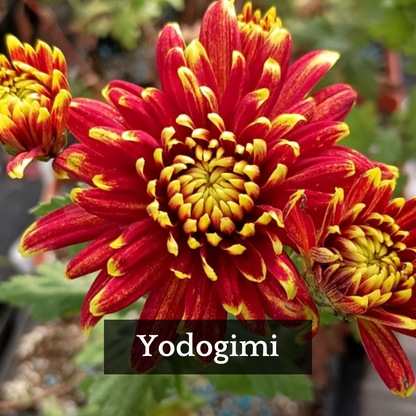 Late Bloomer Chrysanthemum Mix