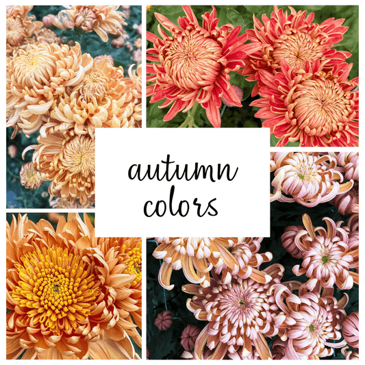 Autumn Colors Chrysanthemum Mix