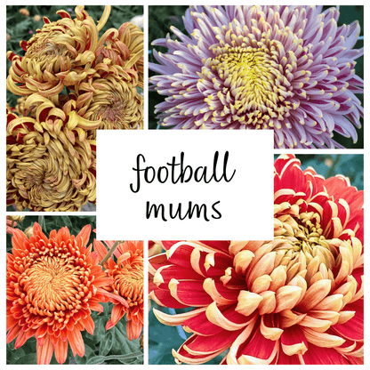 Football Mum Chrysanthemum Mix