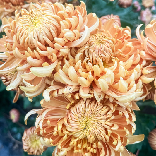 Apricot Alexis Chrysanthemum (4 pk)