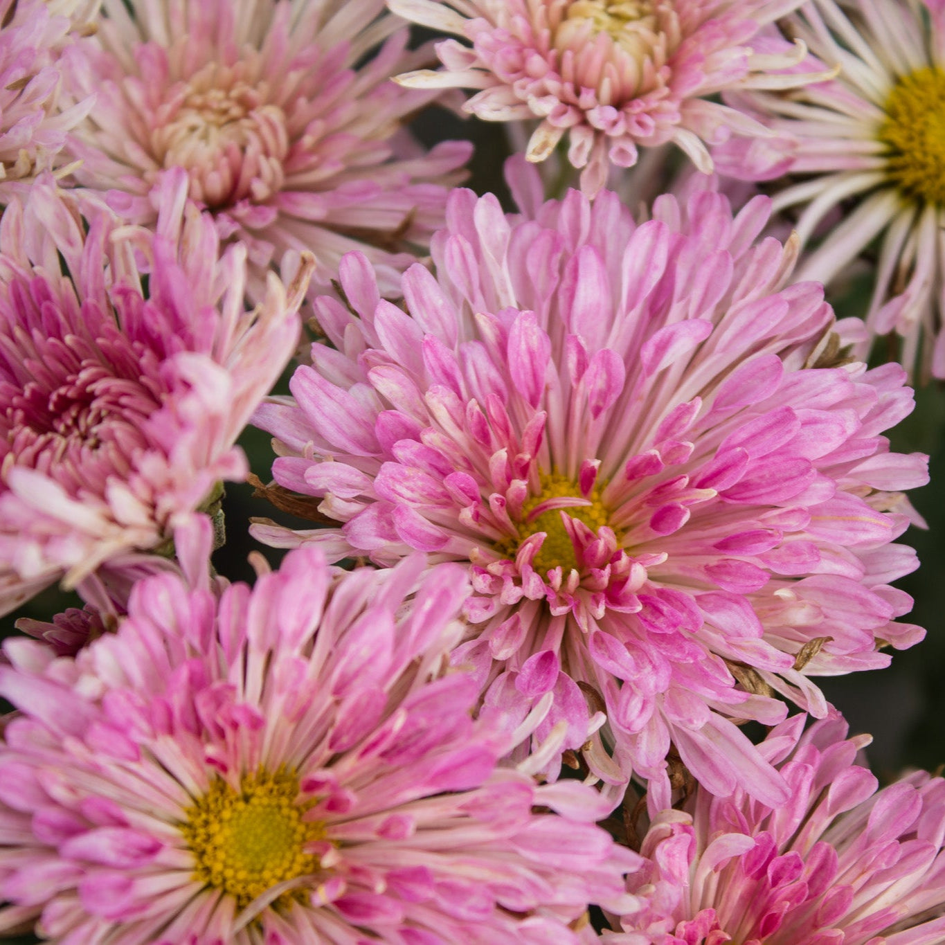 Centerpiece Chrysanthemum - Pack of 4