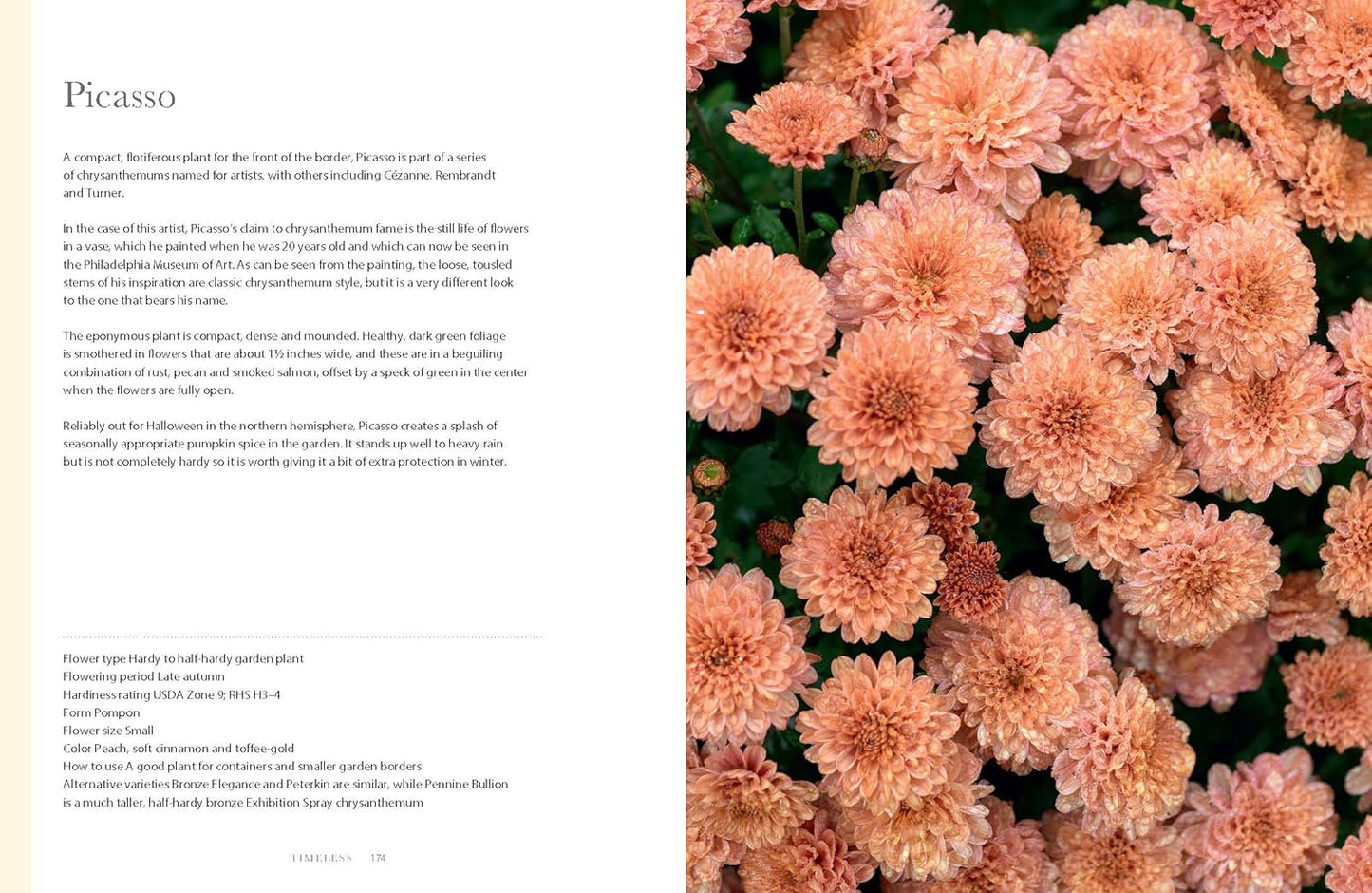 Chrysanthemums: Beautiful Varieties for Home and Garden - Hardcover