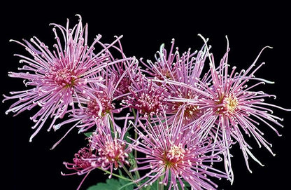 Chrysanthemums: Beautiful Varieties for Home and Garden - Hardcover