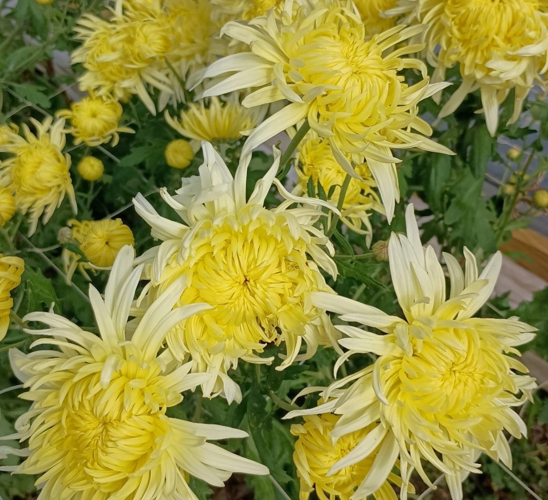 Football Mum Chrysanthemum Mix