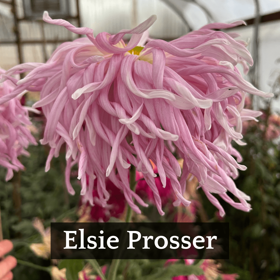 Late Bloomer Chrysanthemum Mix