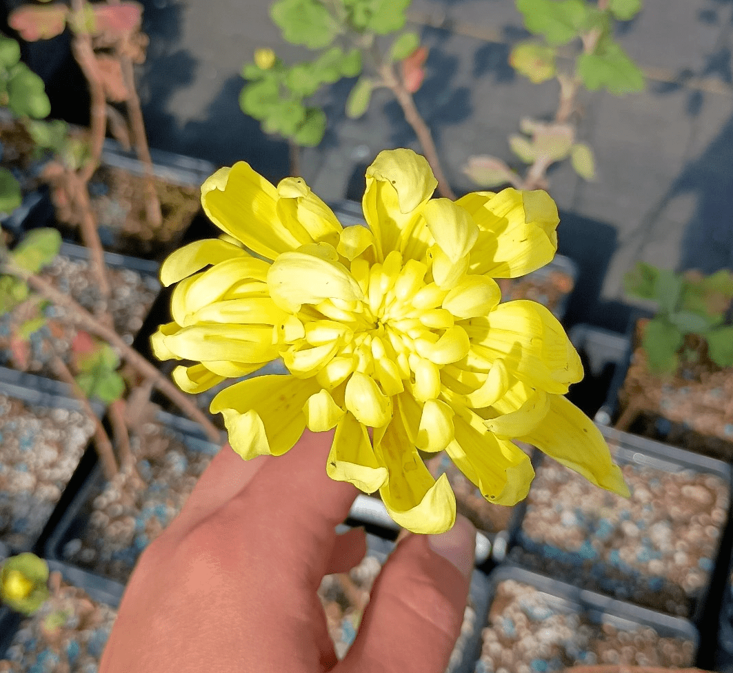 Football Mum Chrysanthemum Mix