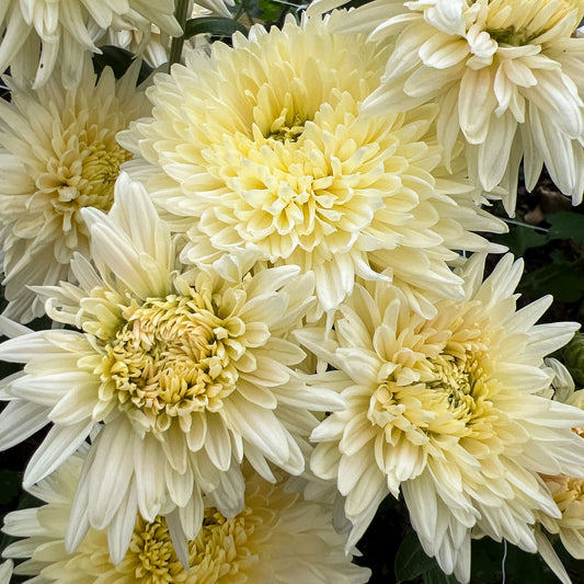 French Vanilla Chrysanthemum - Pack of 4