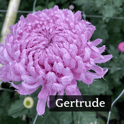 Football Mum Chrysanthemum Mix