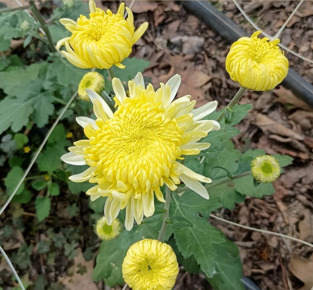 Football Mum Chrysanthemum Mix