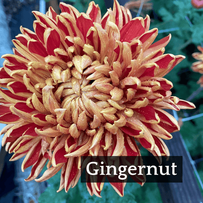 Late Bloomer Chrysanthemum Mix