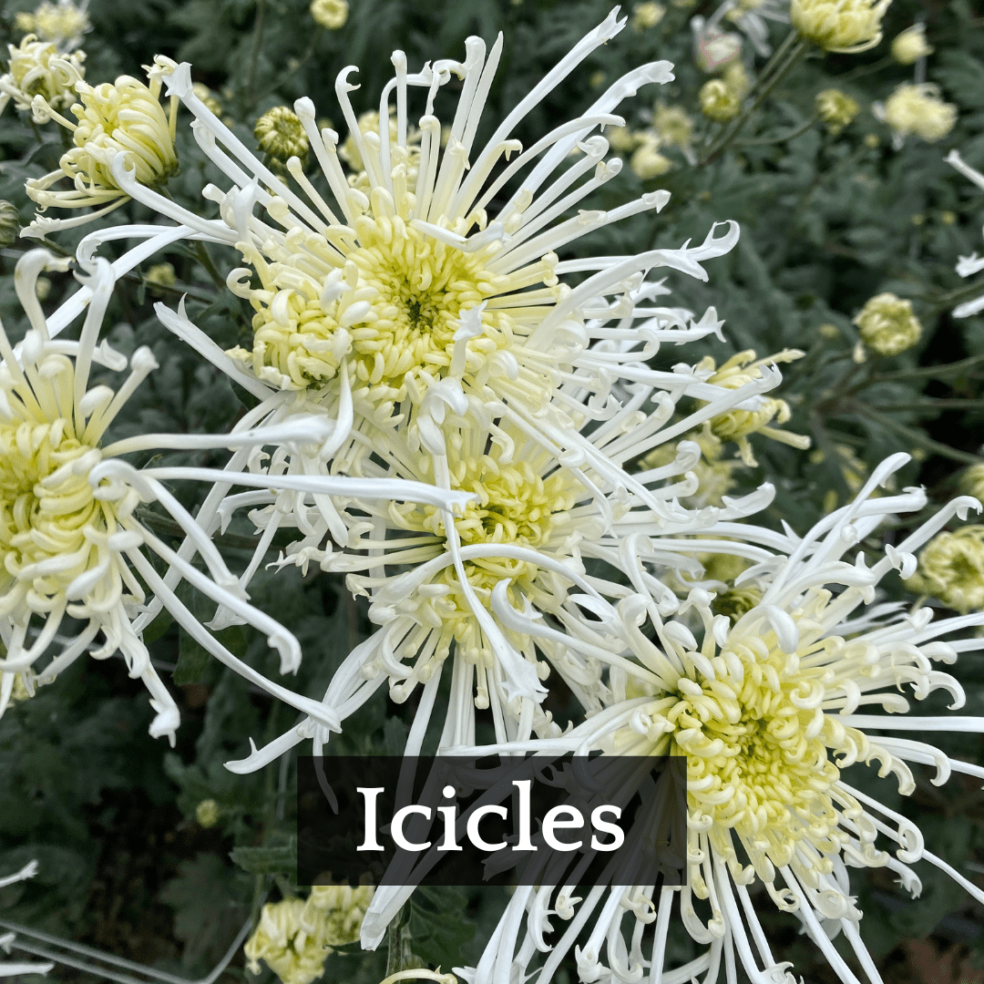 Late Bloomer Chrysanthemum Mix