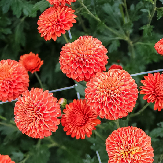 Kelvin Mandarin Chrysanthemum - Wholesale Pack