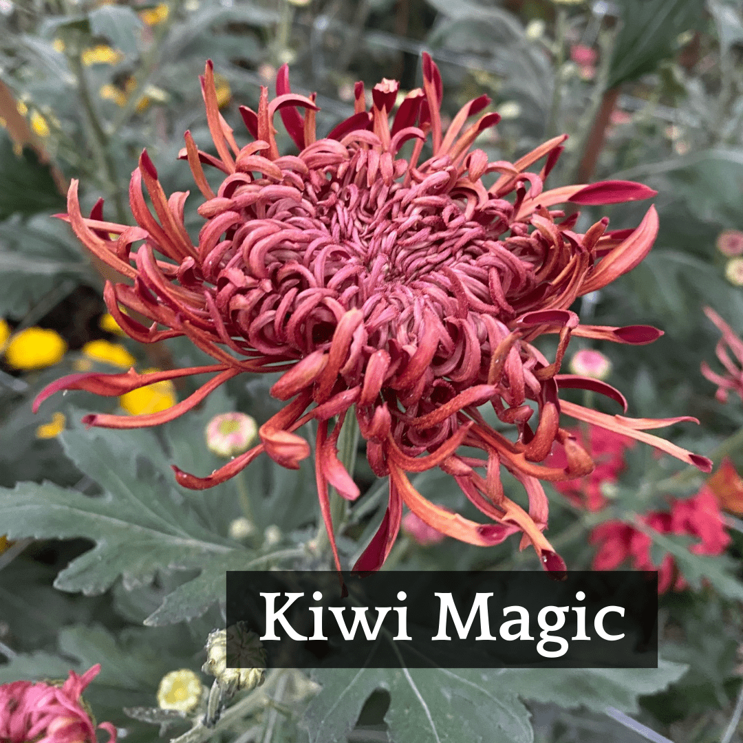 Late Bloomer Chrysanthemum Mix