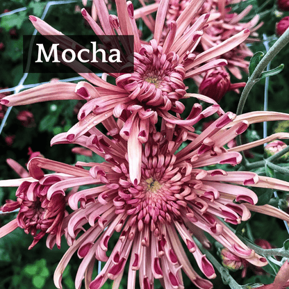 Late Bloomer Chrysanthemum Mix