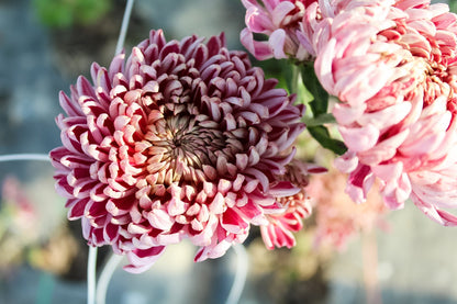 Moira Chrysanthemum (4 pk)