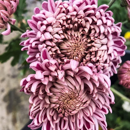 Moira Chrysanthemum (4 pk)