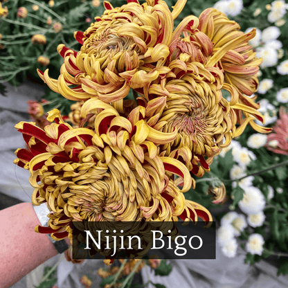 Football Mum Chrysanthemum Mix