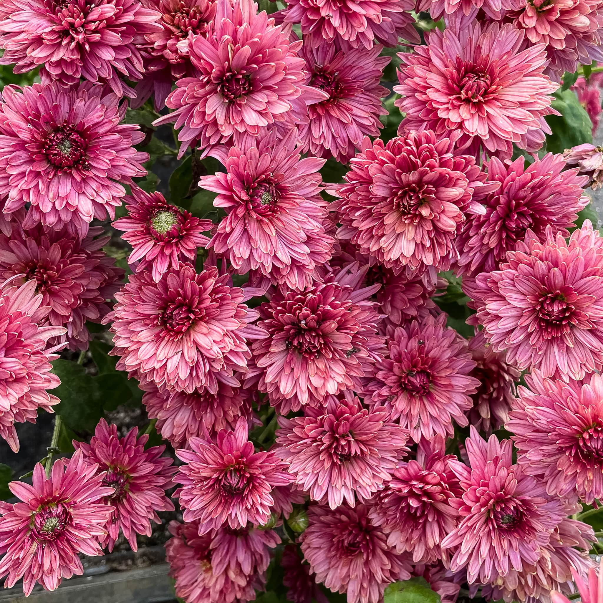 Royal Glamour Chrysanthemum (4 pk) – Harmony Harvest Farm