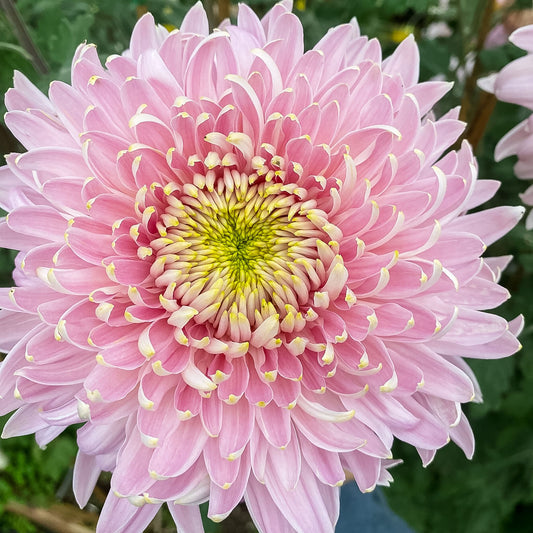 Seaton's J'Dore Chrysanthemum - Wholesale Pack