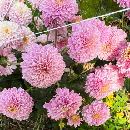 Trinket Chrysanthemum (4 pk)