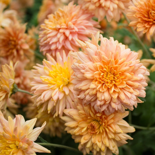 Whippoorwill Chrysanthemum (4 pk)